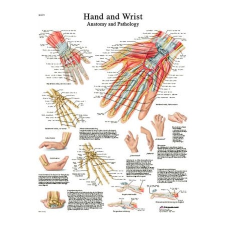 Fabrication Enterprises 3B Anatomical Chart - Hand & Wrist, Paper 12-4609P